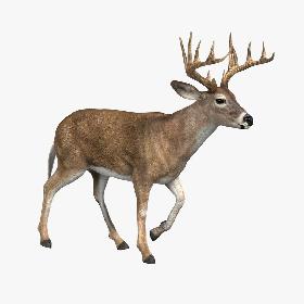 Deer (ANIMATED)